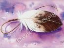 Purple Feather